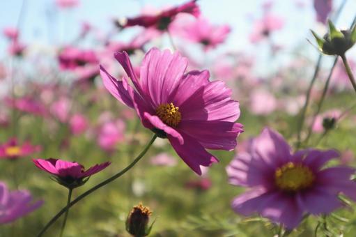 Cosmos, JPG