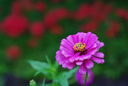 ジニア 百日草 ピンク色の花 ジニア 百日草 ピンク色の花 ジニア,百日草,秋の花の写真素材