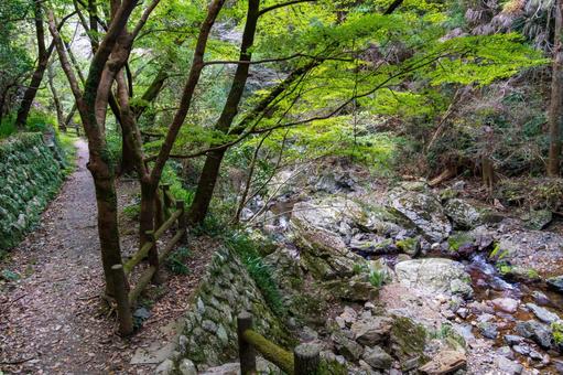 静岡県浜松市　秋の仙厳の滝 遊歩道 日本,静岡県,浜松市の写真素材