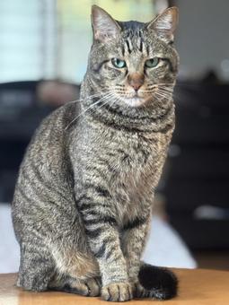 キジトラ　猫　家猫　の写真