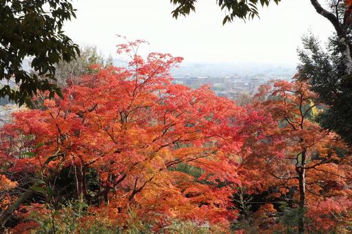 二尊院の紅葉 二尊院,紅葉,小倉山の写真素材