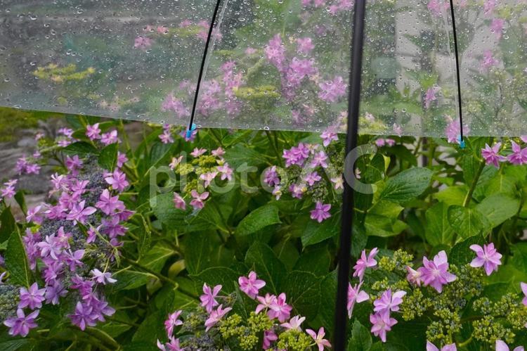 雨傘と紫陽花・梅雨の風景 あじさい,雨傘,梅雨の写真素材