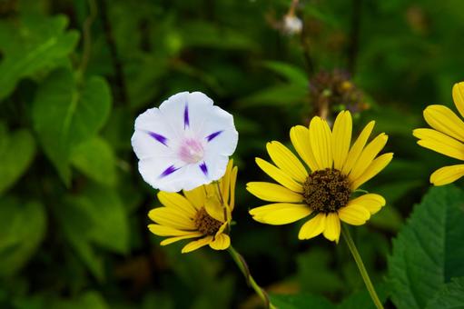 黄色の花と朝顔 黄色の花と朝顔の写真