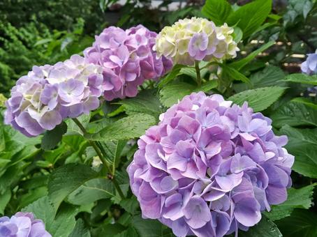 Purple hydrangea (Hydrangea), JPG