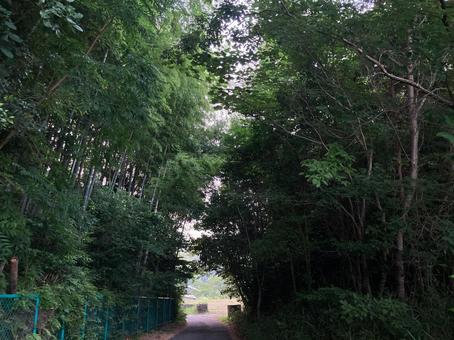 森の小道 1 森の小道 1 森,林,山の写真素材