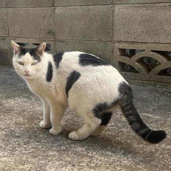 猫 猫の写真