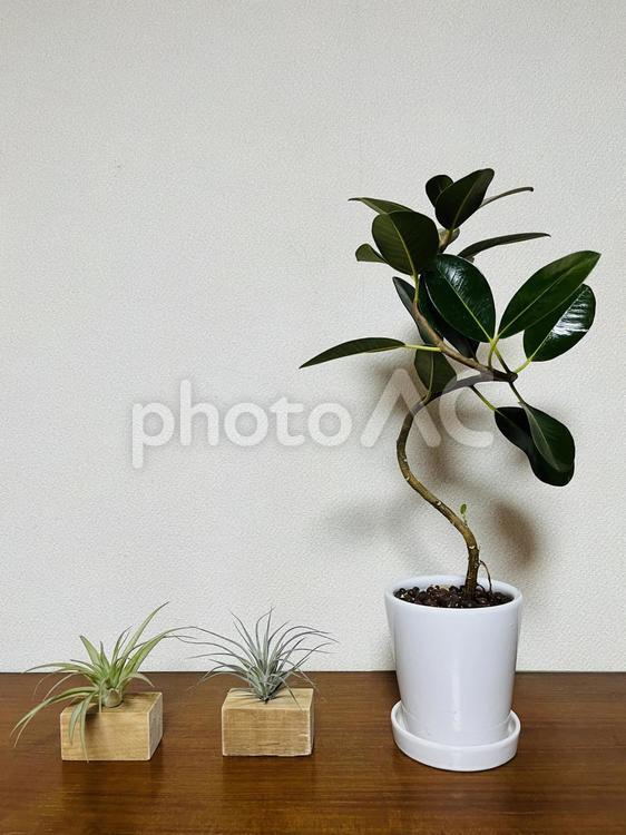 フランスゴムの木とエアープランツ 観葉植物,ゴムの木,フランスゴムの写真素材