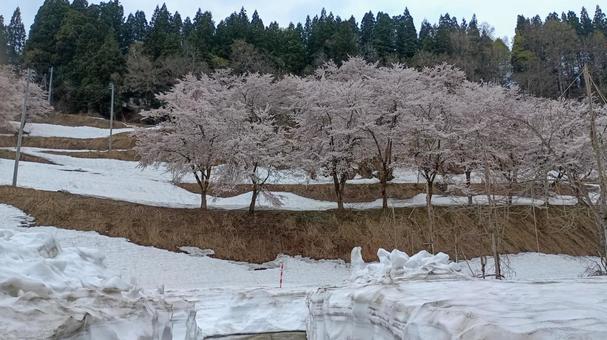 Snow and cherry blossom collaboration, JPG Snow and cherry blossom collaboration, JPG