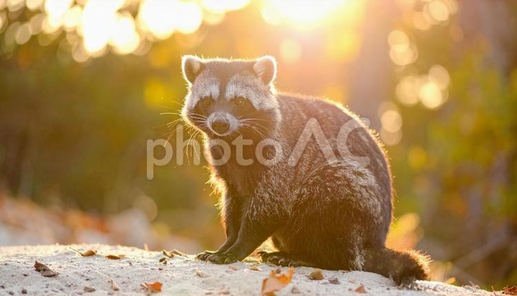 少し思い悩んでいるたぬき たぬき,動物,野生の写真素材