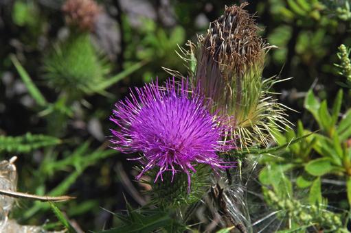 アメリカオニアザミ アメリカオニアザミ,亜米利加鬼薊,cirsiumの写真素材