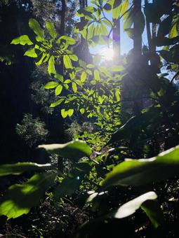 緑の洪水の写真