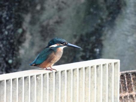 排水口のフェンスにとまるカワセミの幼鳥 排水口のフェンスにとまるカワセミの幼鳥 カワセミ,鳥,鳥類の写真素材