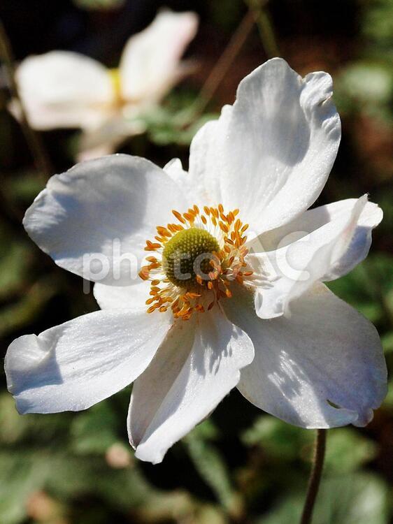 白の主張 白,秀明菊,秋の写真素材