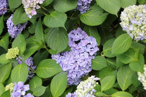 あじさい75 あじさい75 あじさい,紫陽花,アジサイの写真素材