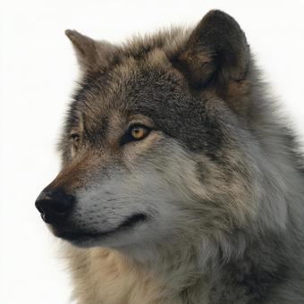 野生の美しさ:白い背景のオオカミ 野生の美しさ:白い背景のオオカミの写真