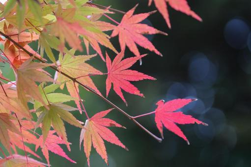 秋の気配・色づき始めたカエデ 秋の気配・色づき始めたカエデの写真
