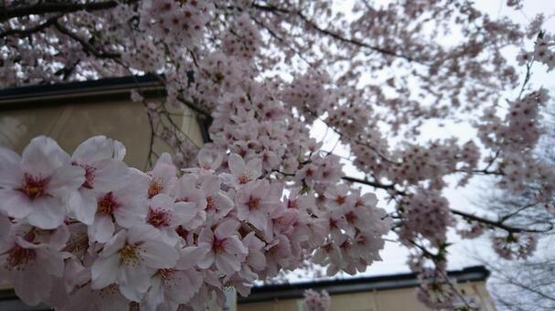 桜 桜の写真