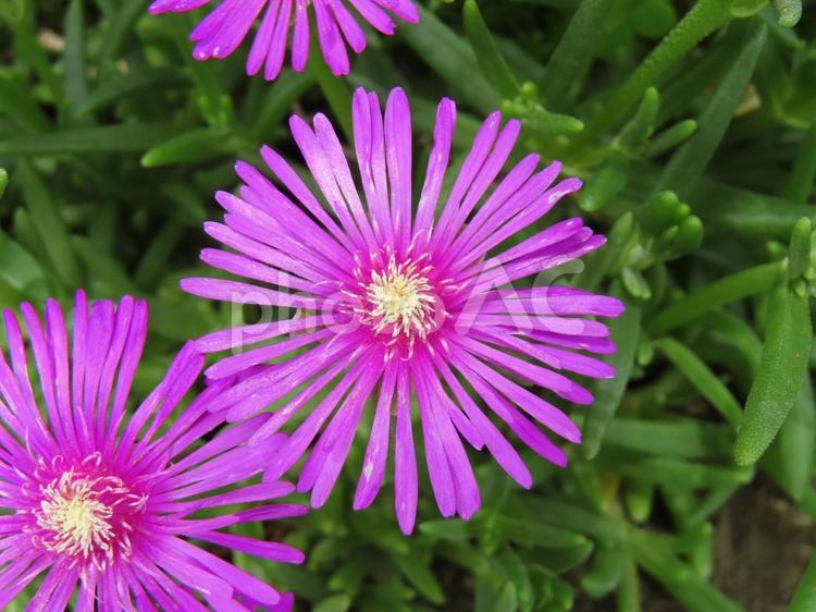 マツバギク　アップ マツバギク,アップ,花の写真素材