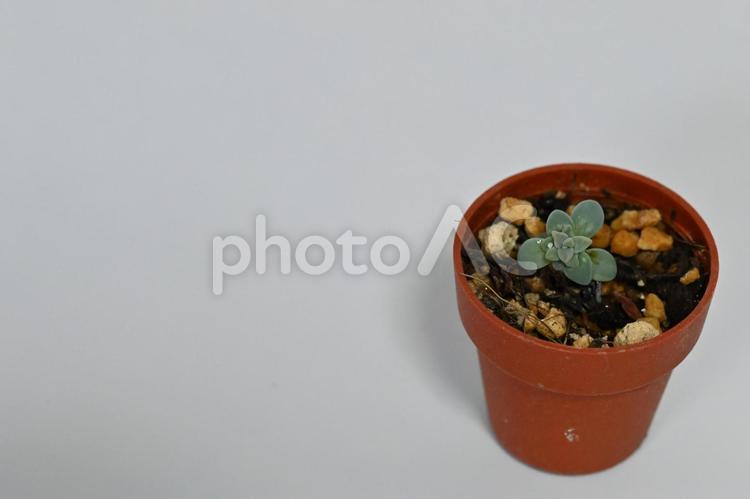 多肉植物の芽生え 多肉植物,芽生え,植物の写真素材