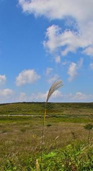 一本のススキと高原の風景の写真