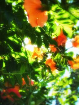 朝日に照らされたオレンジ色の花 朝日に照らされたオレンジ色の花の写真