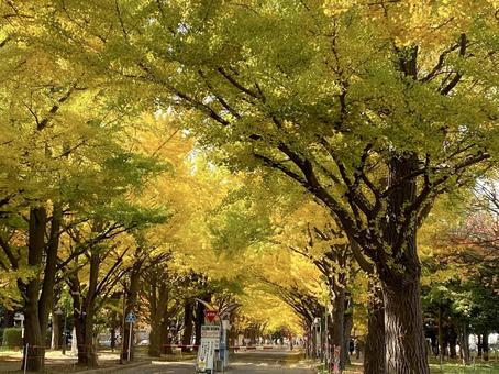 銀杏 銀杏 銀杏並木,北海道大学,観光名所の写真素材