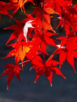 鮮烈な赤色に染まるもみじの紅葉 紅葉,もみじ,赤い葉の写真素材