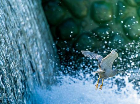 水辺を飛ぶササゴイ 水辺を飛ぶササゴイの写真