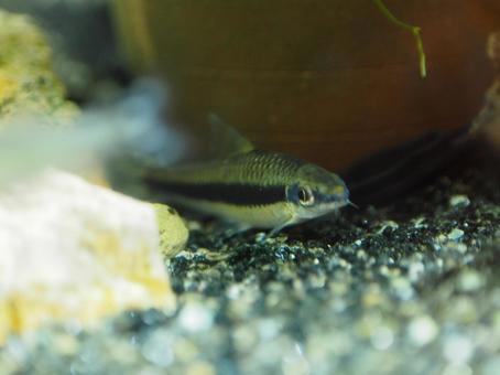 隠れている熱帯魚 熱帯魚,魚,アクアリウムの写真素材