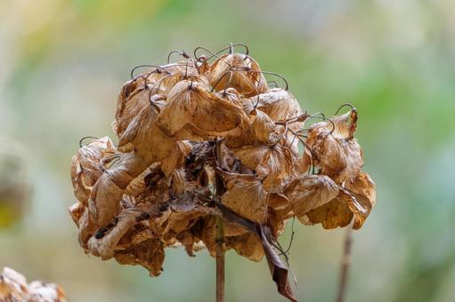枯れてなお美しい秋の紫陽花 枯れてなお美しい秋の紫陽花の写真