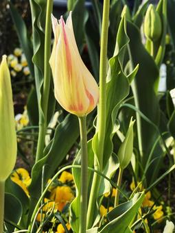 tulips, JPG