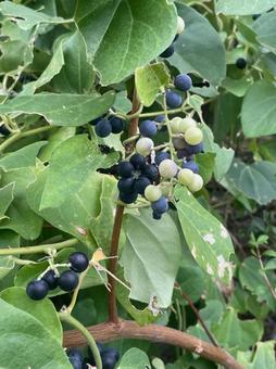 アオツヅラフジ 実 有毒 藍青色 藍黒色 アオツヅラフジ 実 有毒 藍青色 藍黒色の写真