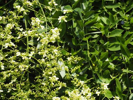 落葉樹　シダレエンジュの花 エンジュ,シダレエンジュ,槐の写真素材