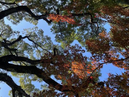 Photo, wood, leaf, autumn leaves, 