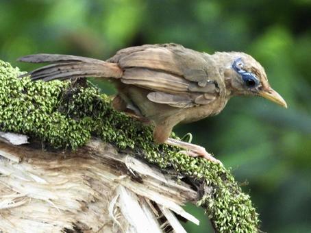 枝の上に立つガビチョウ 枝の上に立つガビチョウの写真
