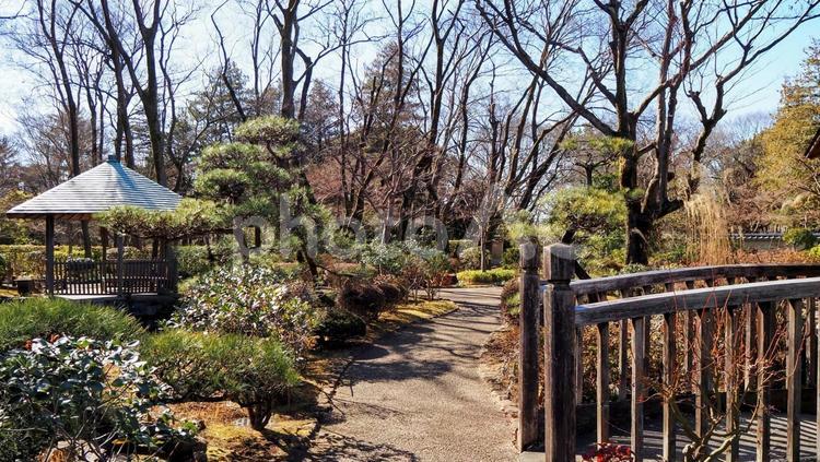 冬の航空公園・日本庭園の冬木立（所沢市） 冬,所沢航空記念公園,日本庭園の写真素材
