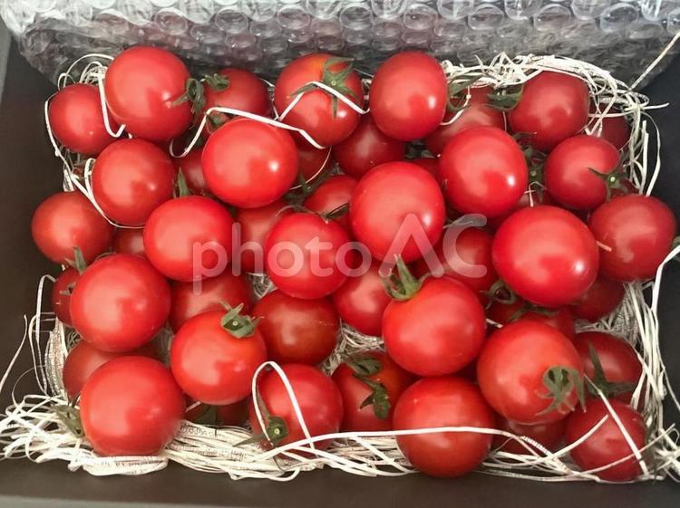 産地直送お取り寄せトマト トマト,ミニトマト,産地直送の写真素材