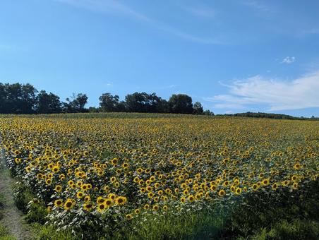 ひまわり01 ひまわり01 ひまわり,ヒマワリ,風景の写真素材