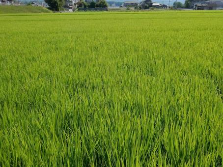 【風景写真】田んぼの様子 【風景写真】田んぼの様子の写真