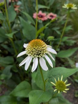 エキナセアの花 9 エキナセアの花 9 エキナセア,八重咲,花の写真素材