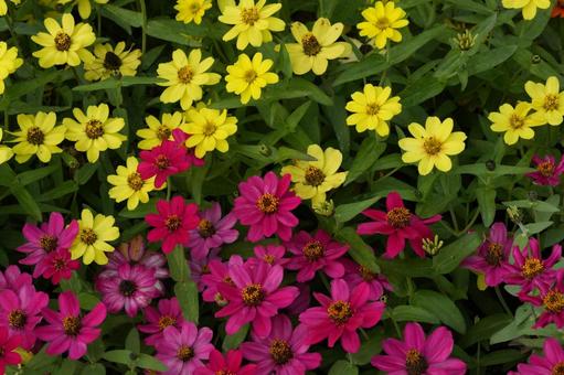 ジニア・プロフュージョン ジニア・プロフュージョン,秋の花,花壇の写真素材