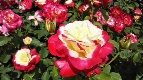 薔薇 薔薇の写真