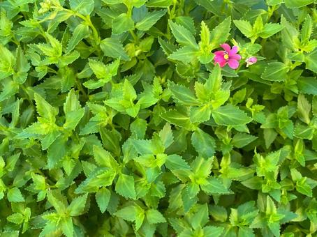 一輪だけ咲いたネメシアの花 一輪だけ咲いたネメシアの花 ネメシア,宿根ネメシア,葉の写真素材
