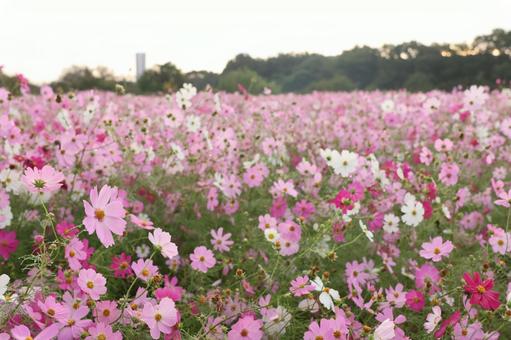 コスモス畑の写真