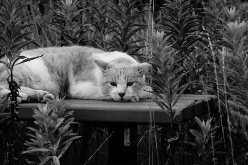 ねこ ねこの写真