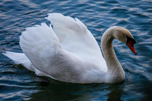 Swans swimming in the pond, JPG