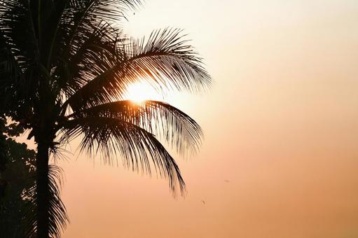 バリ島の朝日に透けるヤシの木のシルエット 朝日,ヤシの木,シルエットの写真素材