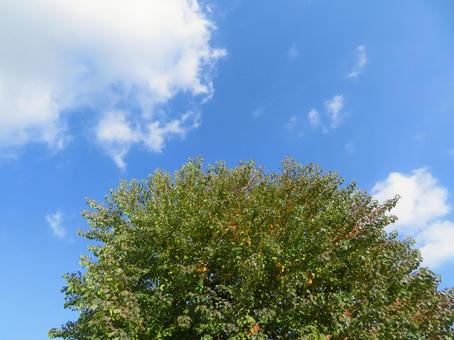 丸い雲と木 雲,木,空の写真素材