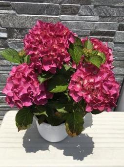 Photo, hydrangea, black diamond, flower, 