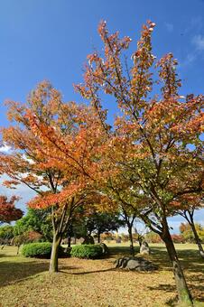 富山市稲荷公園の紅葉 紅葉,公園,葉の写真素材